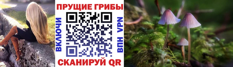 Купить  Кимры  Псилоцибиновые грибы прущие грибы 